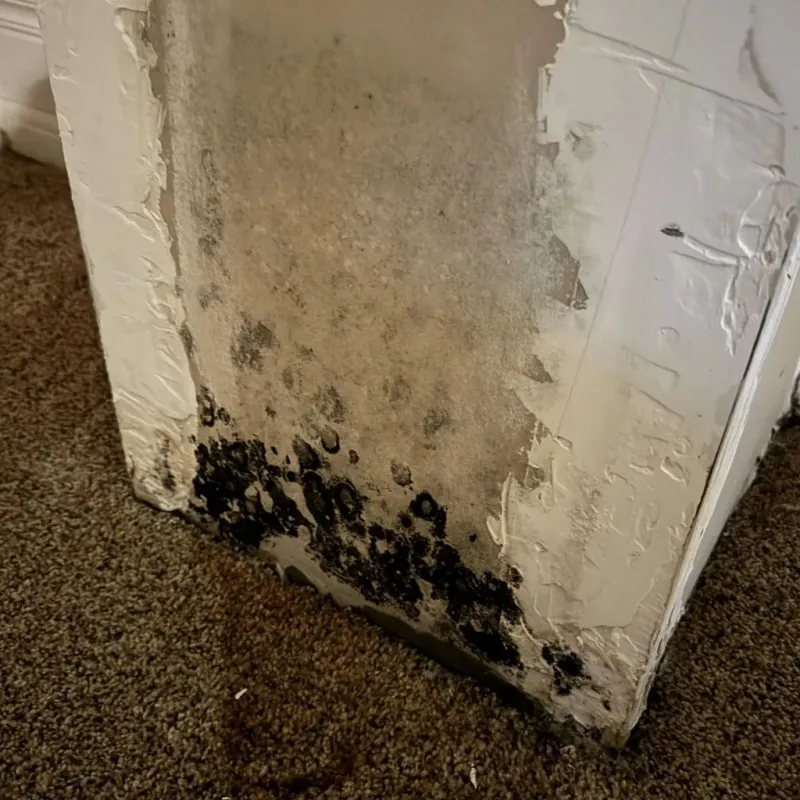 Professional Mold Removal in Stonewall County, TX